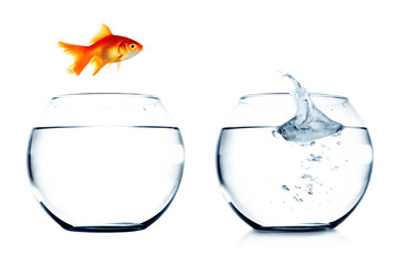 Goldfish leaping from bowl splashing water isolated on a transparent background orange