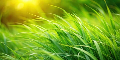 Obraz premium A close-up of lush green grass blades swaying gently in the breeze