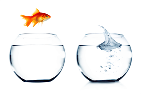 Goldfish leaping from bowl splashing water isolated on a transparent background orange