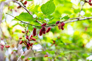 Mulberry or berry, a healthy fruit. The fruit has red and black berries mixed around it, surrounded by leaves and branches. This picture was taken in Myanmar with a high-resolution camera.