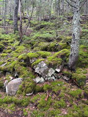 Fototapeta premium moss covered rocks