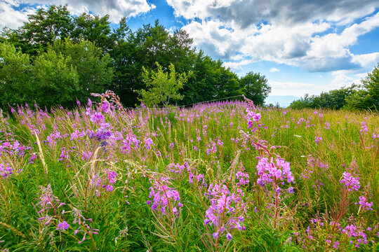 pink fireweed flower in nature. natural flora of carpathians in summer. willowherb plant blooming on the alpine meadow in front of a forest background