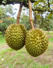 Durian Fruits Hanging From a Tree in a Tropical Orchard on a Sunny Day in Southeast Asia