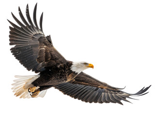 Obraz premium Majestic bald eagle soaring with wings spread against a black background