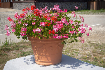 Flower pot with pink geraniums on resort terrace. Alpine decorative element. Blooming flowers in terracotta pot against sunny background