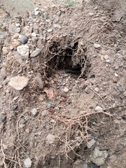 Close-up of an animal burrow in dry, rocky soil, surrounded by roots and gravel.
