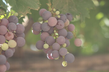 Fresh purple grapes hanging from tree