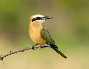 Fototapeta premium Bird perched on branch, soft focus