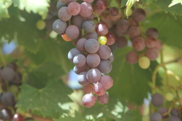 Fresh purple grapes hanging from tree