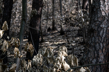Burnt forest with charred tree trunks and dry, brown leaves after a wildfire. Desolate landscape showing environmental destruction, climate change impact, and natural disaster aftermath.