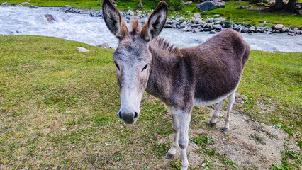 The donkey in the forest by the river near me