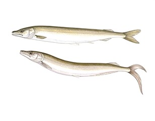 Fototapeta premium Two slender fish, side view