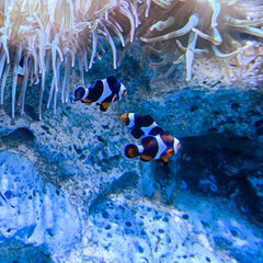 clown fish in aquarium