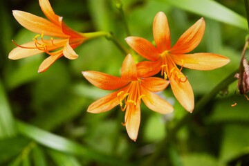 Lycoris sanguinea in Tokyo, Japan