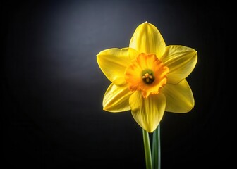 Fototapeta premium Bright sunny day with isolated yellow narcissus flower standing on black background