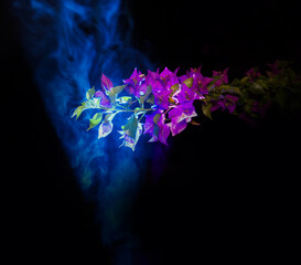 Vibrant purple flowers illuminated by dramatic blue smoke against black background. Artistic floral composition with mystical lighting effects and vivid colors.