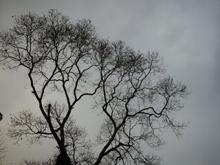 dead tree in the fog