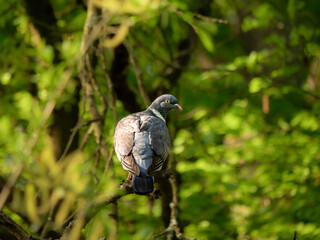 a common Dove sitting on a branch in the forest