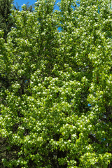 Fototapeta premium Lush, vibrant tree Liquidambar styraciflua or American sweetgum with dense green foliage, illuminated by sunlight, creating vivid and lively natural scene. Nature concept for design.