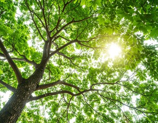 Obraz premium Lush tree canopy, sunlight filtering through leaves