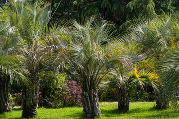 Obraz premium Park scene featuring group of palm trees Butia capitata with fan-shaped leaves. Trees are surrounded by various green shrubs and plants. Background includes mix of tall trees and clear blue sky.