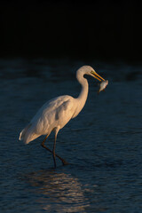  Western Great Egret (Ardea alba) standing and fishing in the water.  Gelderland in the Netherlands.   