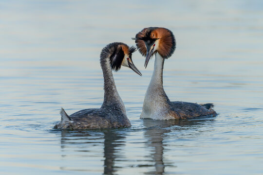 Two Great crested grebe (Podiceps cristatus) in mating season. Colorful water bird. Love birds. Gelderland in the Netherlands.                 