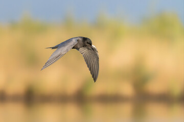 The black tern (Chlidonias niger) in flight. Gelderland in the Netherlands.