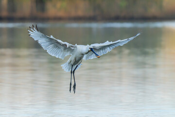 Eurasian Spoonbill or common spoonbill (Platalea leucorodia) landing on water at sunset. Gelderland in the Netherlands.               