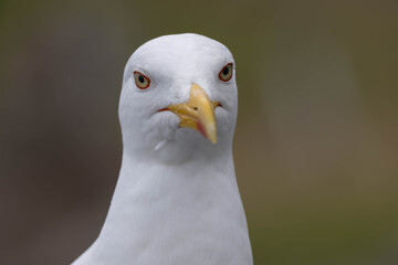 Seagull closeup
