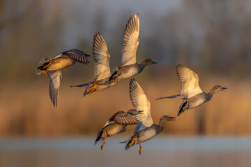 Flock of The gadwall (Mareca strepera) in flight. Gelderland in the Netherlands.                  