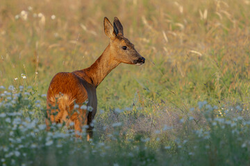 Alert Roe deer (Capreolus capreolus), approaching on green meadow. Gelderland in the Netherlands. Animal wildlife. Attentive wild female mammal watching.        