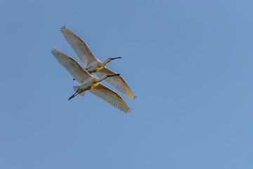 Two beautiful Eurasian Spoonbills or common spoonbill (Platalea leucorodia)  in flight. Gelderland in the Netherlands. Blue sky background.                      