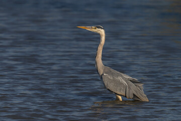  Beautiful Grey Heron (Ardea cinerea) standing and fishing in the water. Gelderland in the Netherlands. 