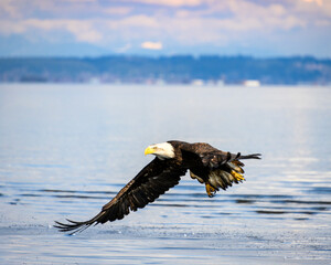 Bald eagle gracefully glides above tranquil water in a beautiful landscape near a peaceful shoreline
