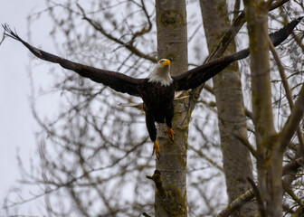 Bald eagle takes flight from a tree branch in a forested area during early morning hours