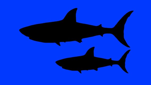 Swimming shark silhouette on a blue background &ndash; perfect for ocean-themed, underwater, or cinematic projects.	