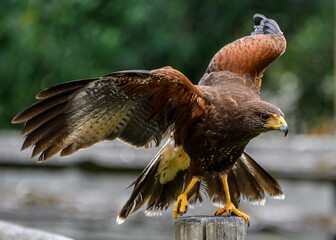 Harris hawk preparing to take flight on a wooden perch in a natural habitat