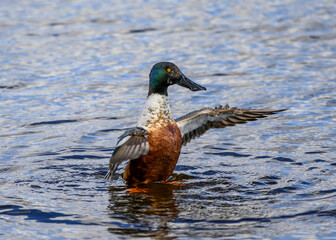 Duck flapping wings while swimming in calm water in a serene natural setting during a bright sunny day