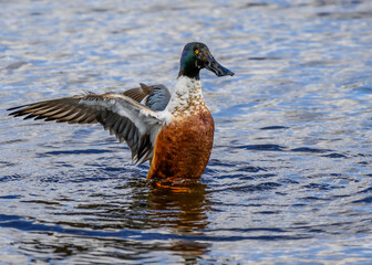 Colorful duck spreads wings while swimming in a serene lake surrounded by natural greenery during a sunny day