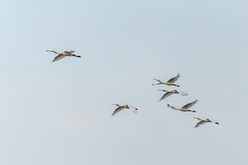 A flock of Eurasian Spoonbill or common spoonbill (Platalea leucorodia)  in flight. Gelderland in the Netherlands.                                         