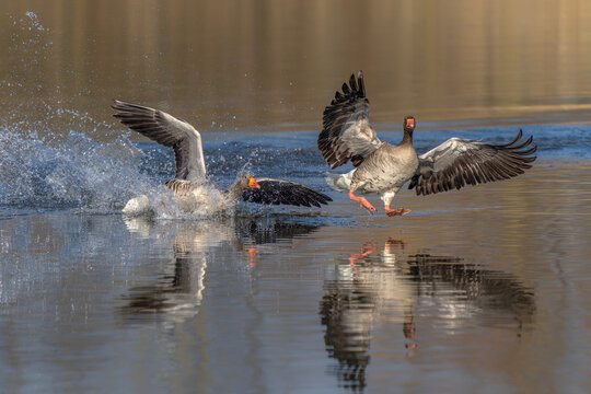 Greylag Goose (Anser anser) chasing another male goose in territorial display. Mating season. Gelderland in the Netherlands.                  