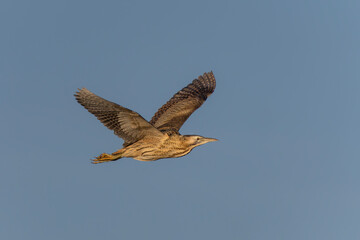 Eurasian Bittern (Botaurus stellaris) in flight. 
Gelderland in the Netherlands.       