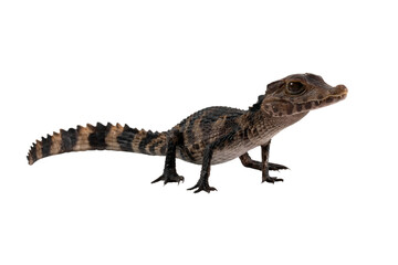 Cuvier's dwarf caiman (Paleosuchus palpebrosus) closeup isolated on white background, Cuvier's dwarf caiman (Paleosuchus palpebrosus) closeup