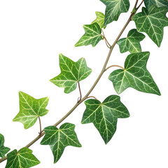 Naklejka premium Green ivy vine branch with variegated leaves isolated on transparent background