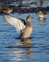 Mallard duck flaps wings while swimming in clear water at sunrise, surrounded by fellow waterfowl in a serene wetlands setting