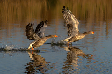 Two Greylag Goose (Anser anser) taking off from water. Gelderland in the Netherlands.