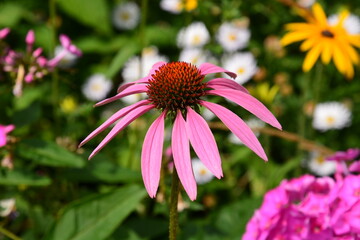 pink flower in the garden echinacea