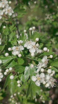 Vertical footage, Close-up view of a branch of a blossoming Hawthorn tree covered with white flowers and buds swaying in the wind against a green background