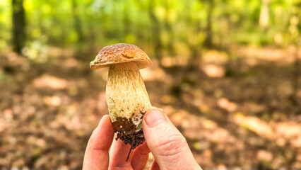 A hand holds a freshly picked porcini mushroom in the forest.